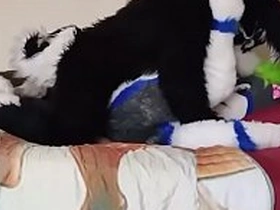 Fursuit pup drilled in silence on moulding