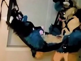 Furry Tied Approximately and Fucked
