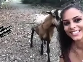 Crazy goat